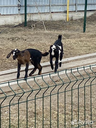 Англо нубийские козочки