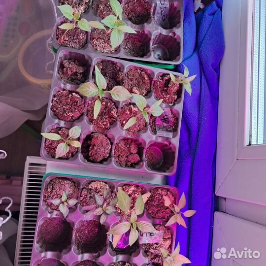 Рассада перца комнатного