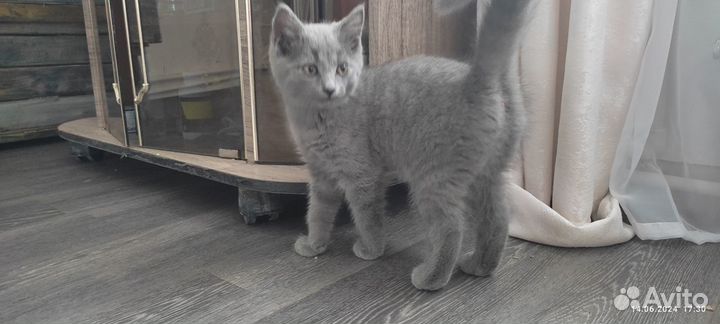 Котята ищут дом