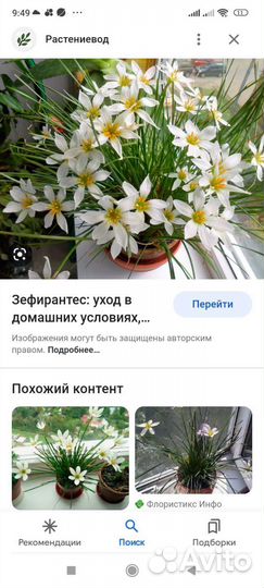 Зефирантес белый