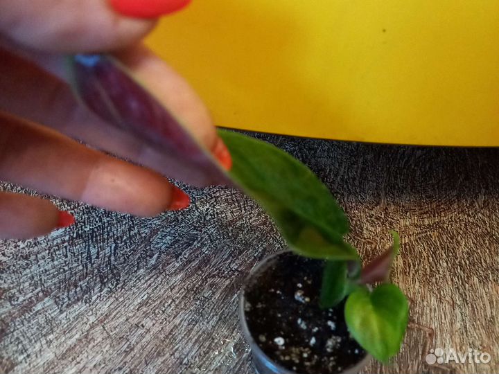 Домашние цветы 7