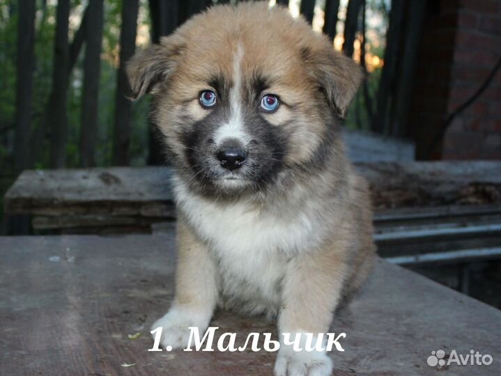 Щенок хаски метис