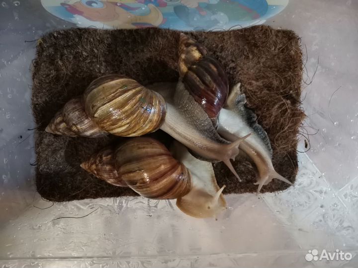 Улитка ахатина бесплатно