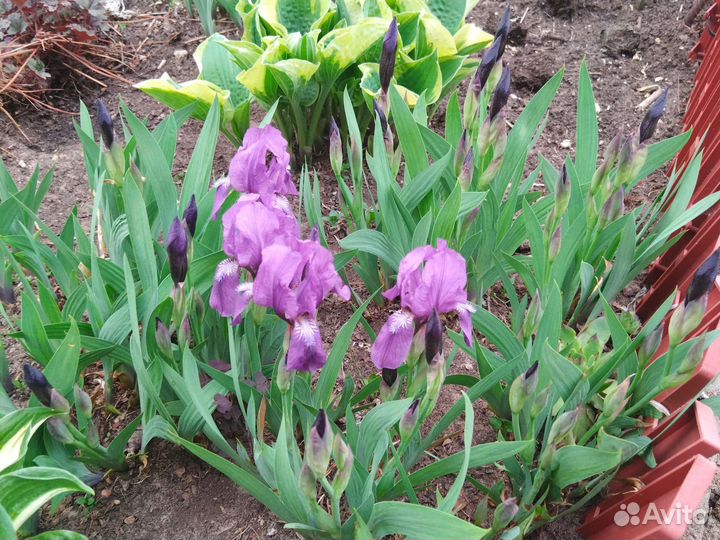 Саженцы клематиса