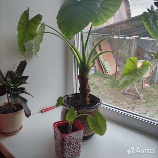 Живые цветы в горшках большие+доставка