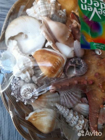 Ракушки для аквариума, пруда, фонтана, поделок