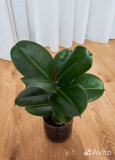 Фикус каучуконосный