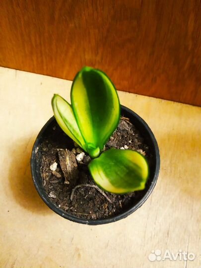 Нолина Бокарнея