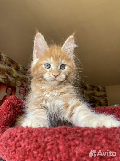 Мейн-кун фотомодель