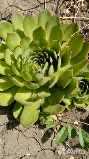 Саженцы смородины