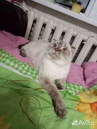 Вязка шотландская кошка