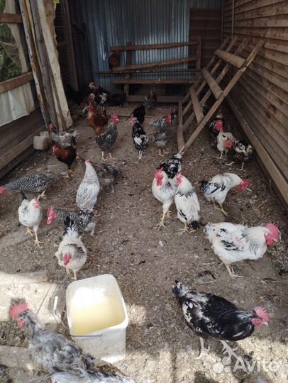 Куры Домашние и Петухи