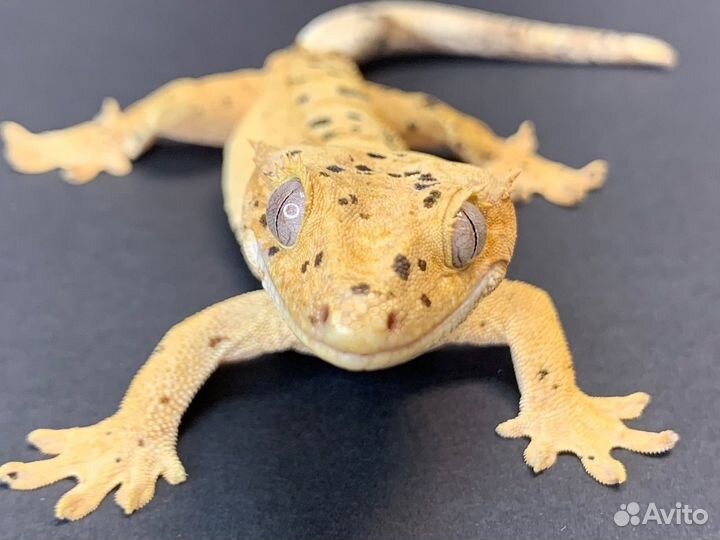 Реснитчатый бананоед самка (145)