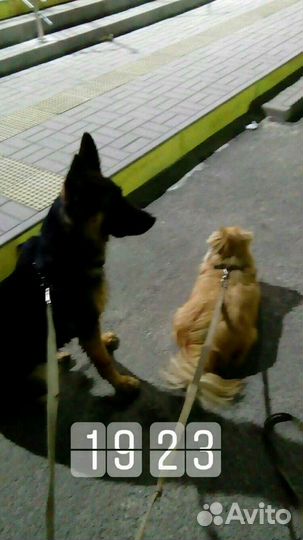 Дрессировка собак, консультация