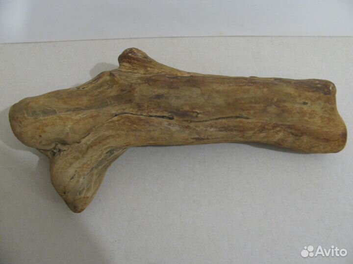 Окаменелое дерево (в коллекцию)