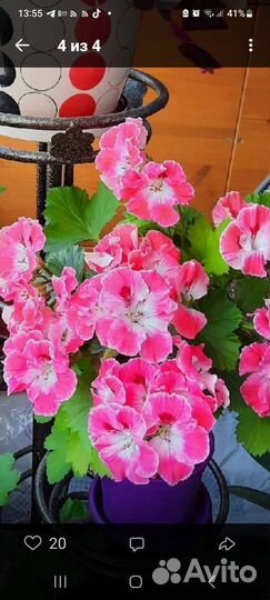 Герань пеларгония