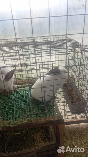 Мясо кролика