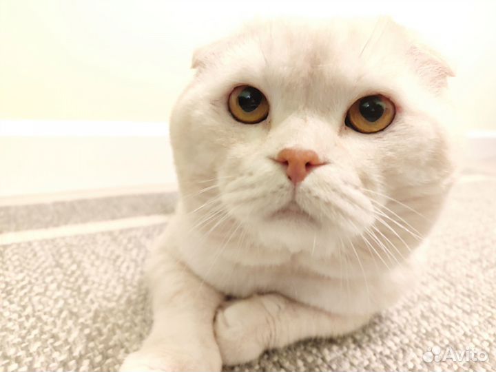 Вязка скоттиш фолд