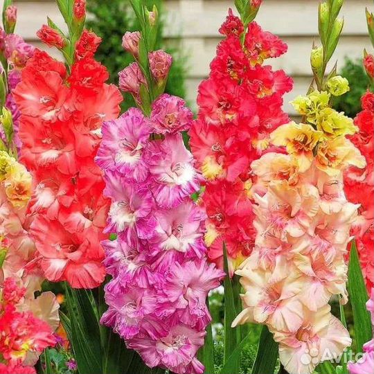 Лилии луковицы и др цветы на посадку