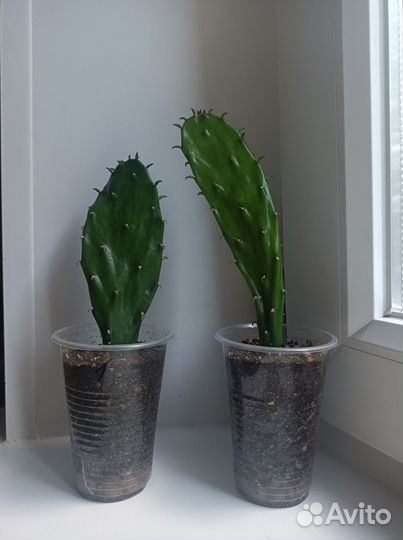 Опунция из Крыма кактус