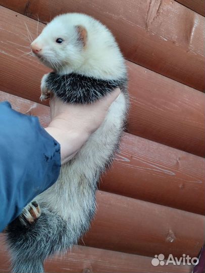 Хорек. Эксклюзив. Экзот. Доставка