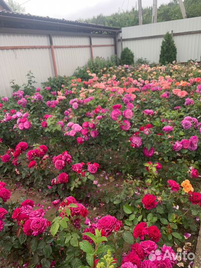 Саженцы роз самовывозом из Домодедодово