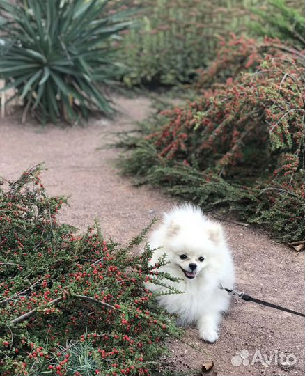 Померанский шпиц вязка кобель