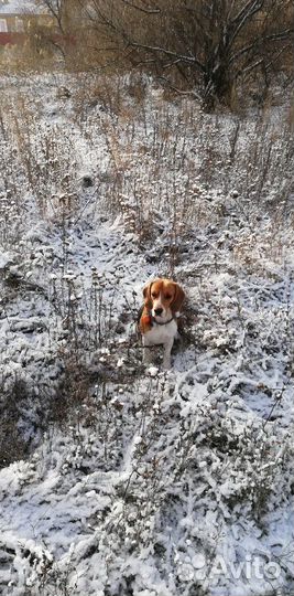 Кобель на вязку