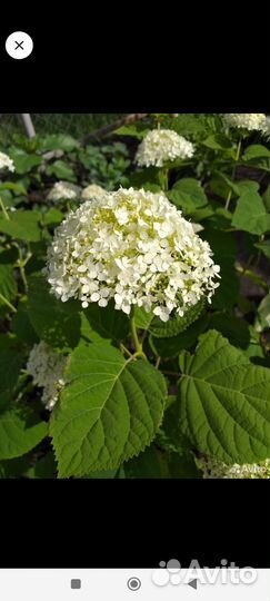 Гортензия, спирея, лапчатка