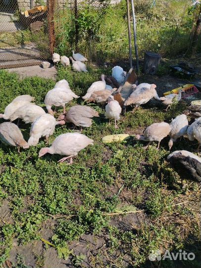 Индюшата домашние