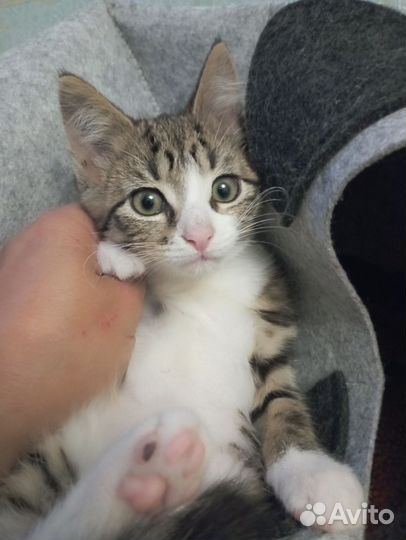 Котенок Рыська в добрые руки