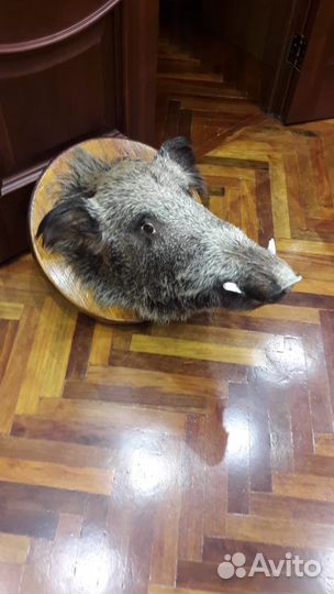 Чучело головы кабана