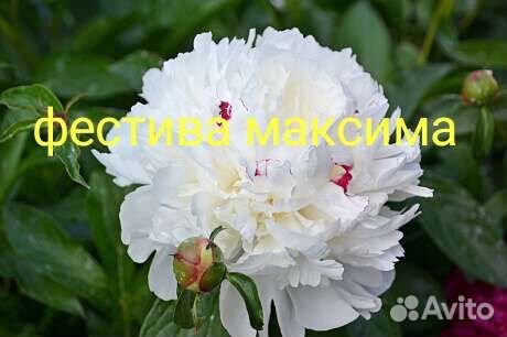 Луковичные растения