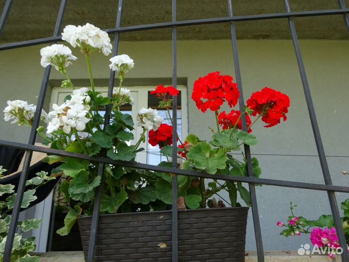 Пеларгония зональная