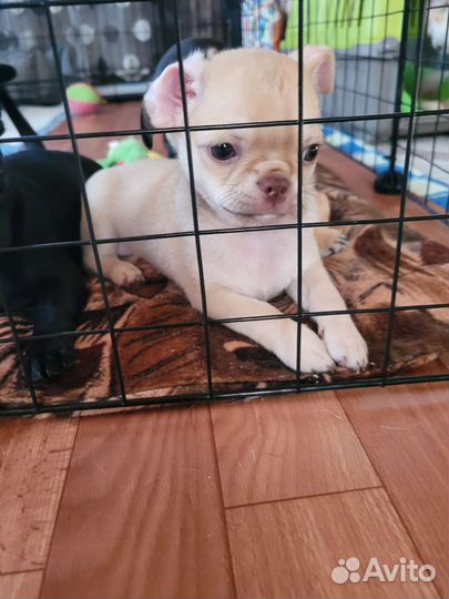 Щенки чихуахуа