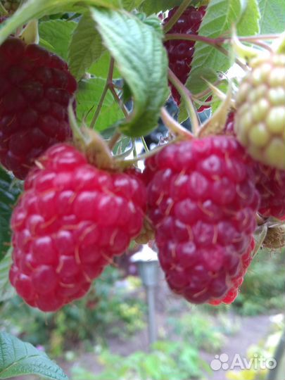 Ремонтантная малина