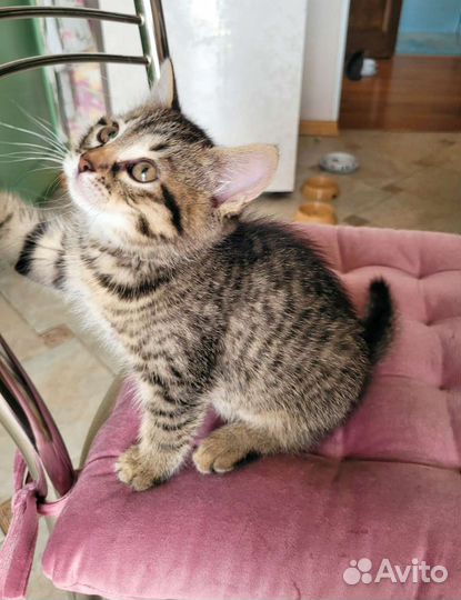 Котята-близнецы