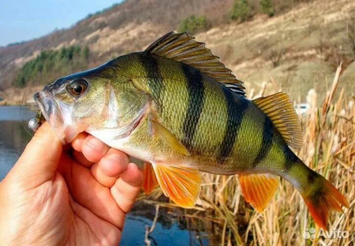 Речная рыба Язь Окунь Щука