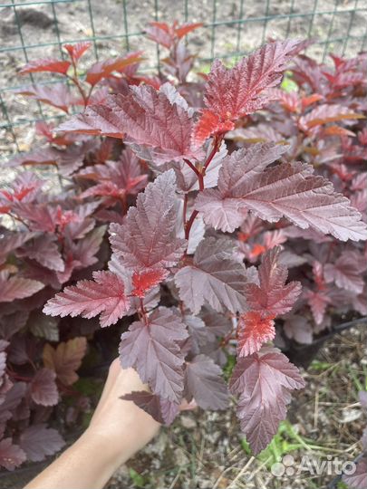 Пузыреплодник Литл энжел little Angel