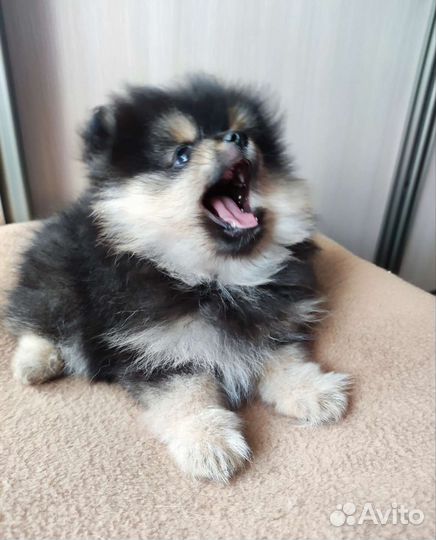 Щенки шпица