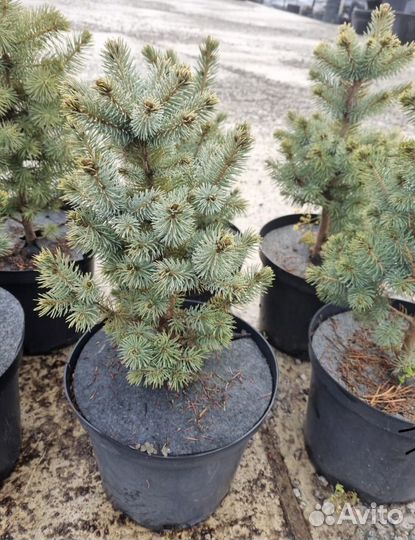 Ель глаука в горшке в наличии