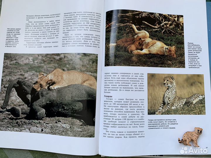 Детские Книги про кошек мир животных клив шнек