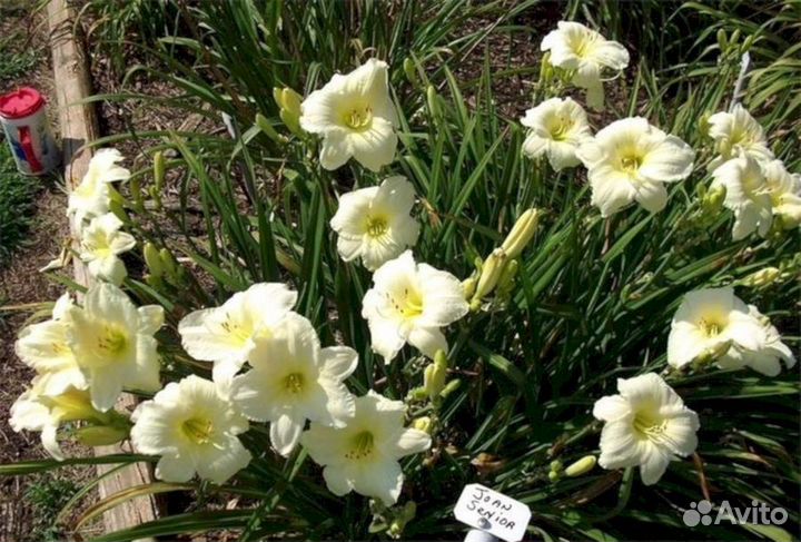 Лилейники Джон сеньор