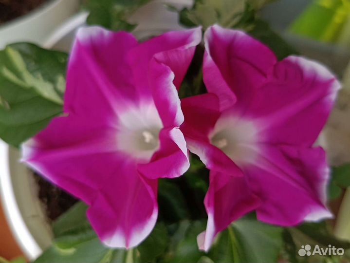 Ипомея вариегатная