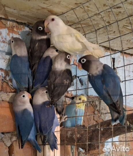 Попугаи неразлучники