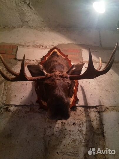 Чучела животных