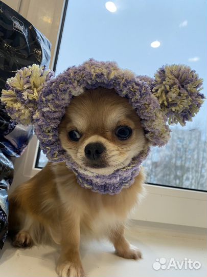 Шапка для собак мелких пород