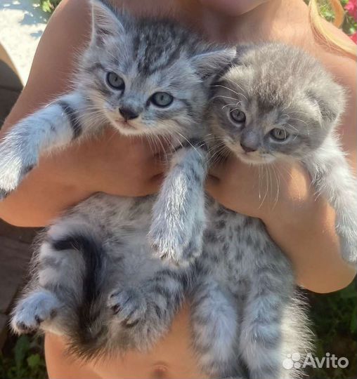 Шотландская вислоухая