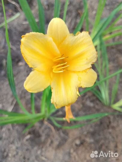 Лилейники, лилии