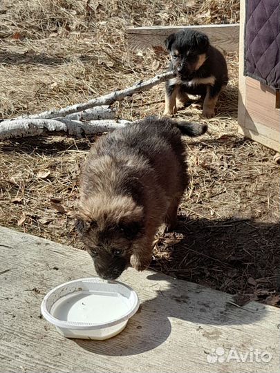 Собака в частный дом